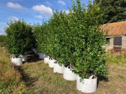 New Hedging Arrives