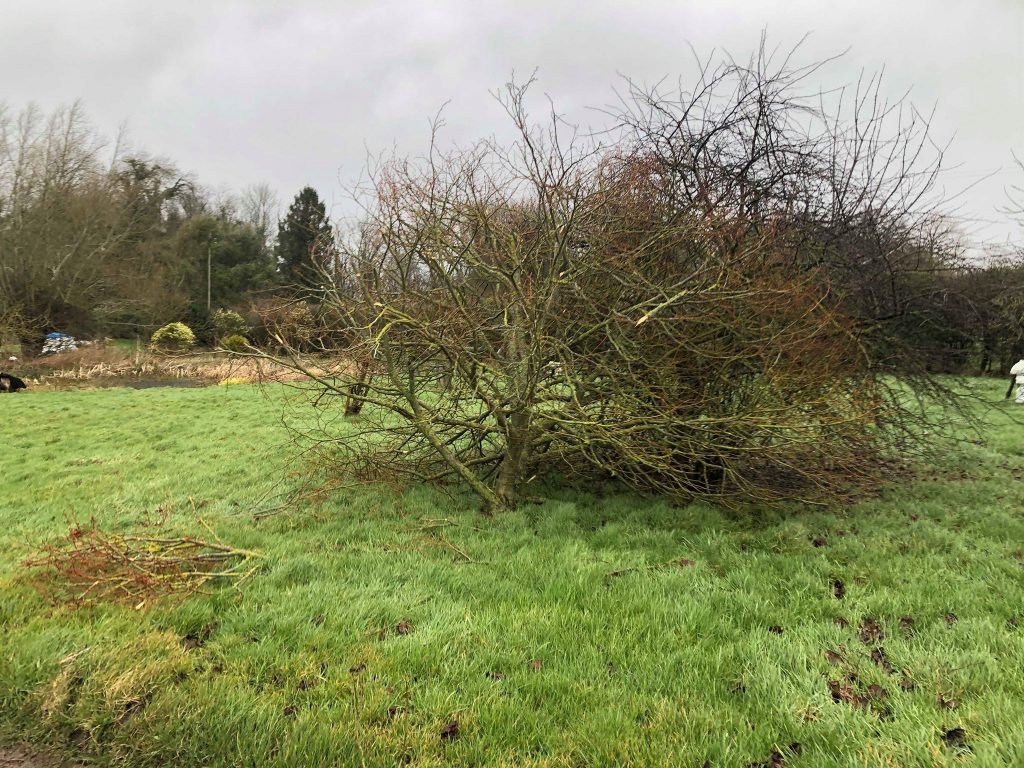 Top of tree damaged by storm Ciara