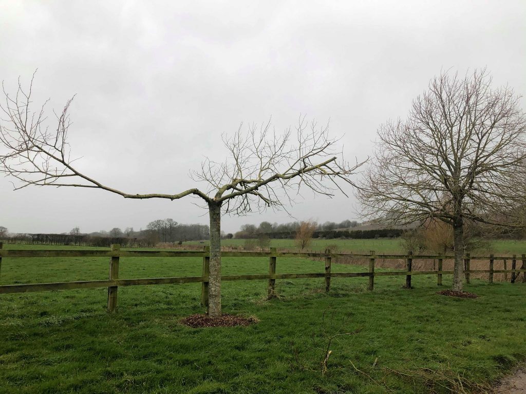 Tree damaged by storm Ciara