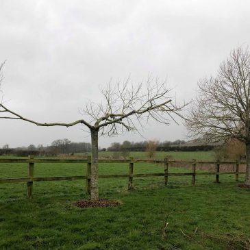 Storm Ciara Strikes Cocklebury!