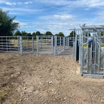New Cattle Handling System Is Ready For Use!