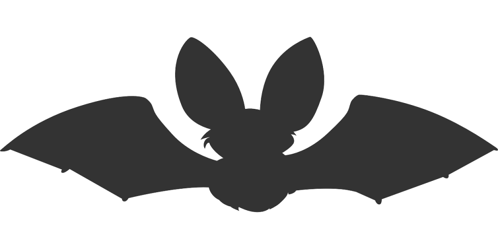 Brown Long-Eared Bat