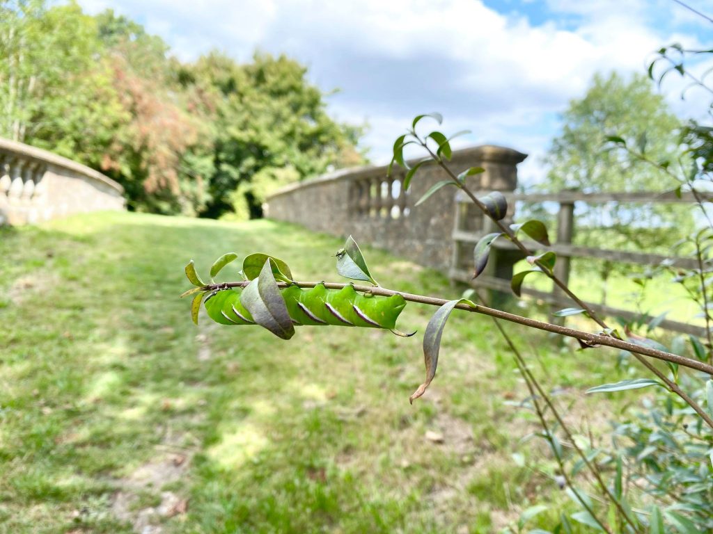 Privet Hawk Moth Caterpillar