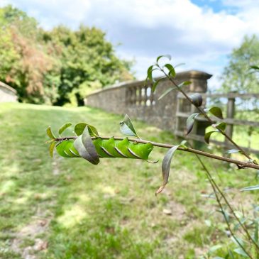 Caterpillar Season!
