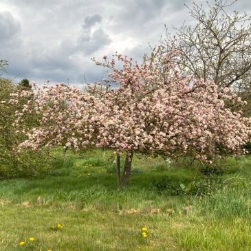 Spring Has Sprung!