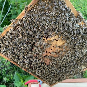 Thousands of new reasons to ‘Bee’ happy!