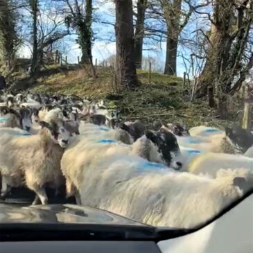 Just Another Day In The Countryside!