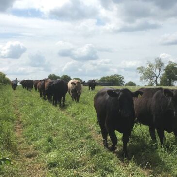 Have You ‘Herd’? We’re In A Good Mooo-d!
