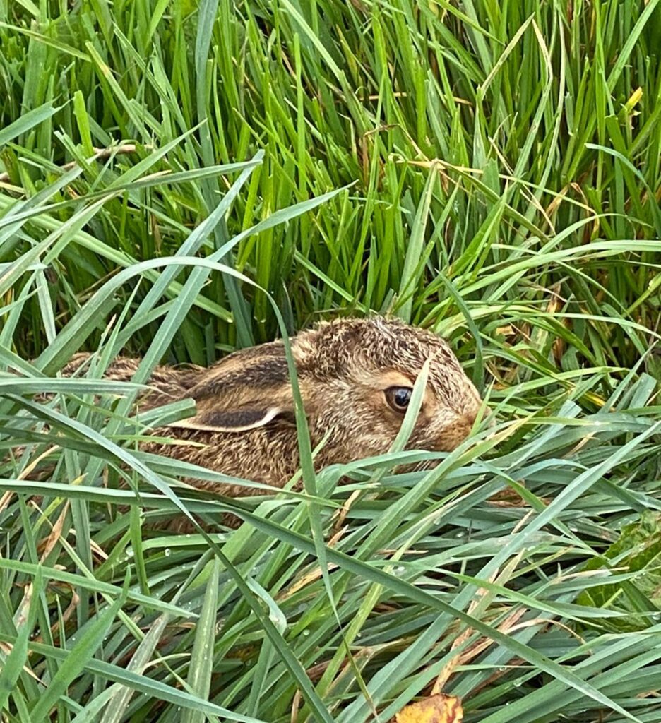 Leveret