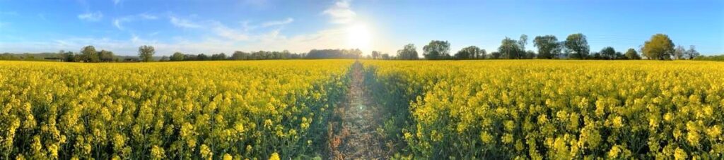 Local Countryside 2