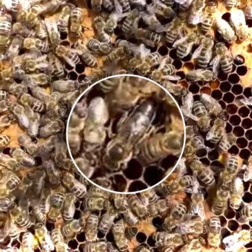 It’s the Platinum Ju-Bee-ilee!