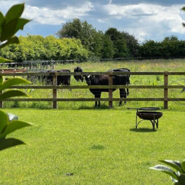 Nosey Neighbours