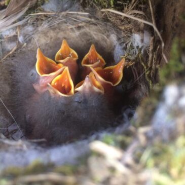 Lots Of Little Mouths To Feed!