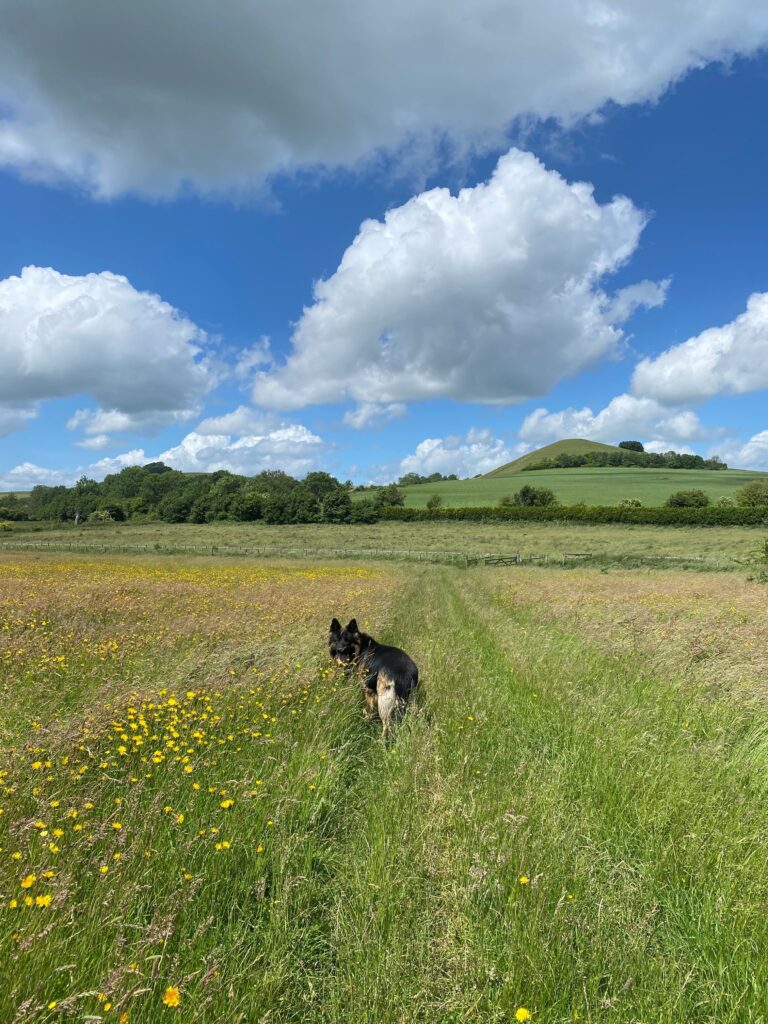 Odin in the long grass