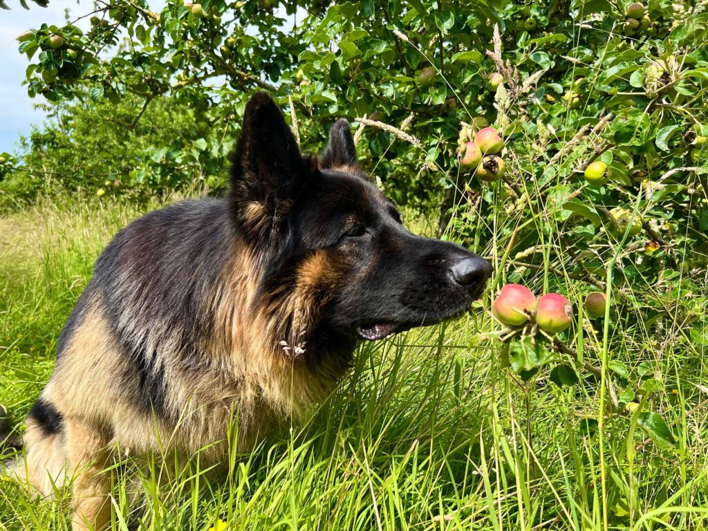 Odin With Apples