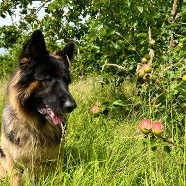 Apples!