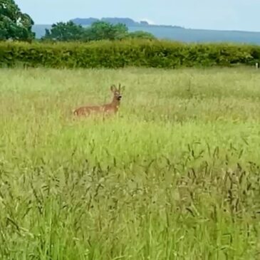 Roe Buck & Muntjac!
