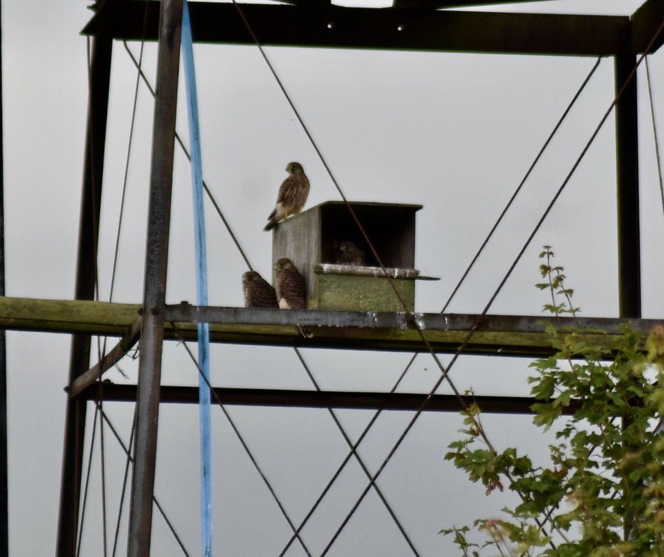 Kestrel chicks sitting together