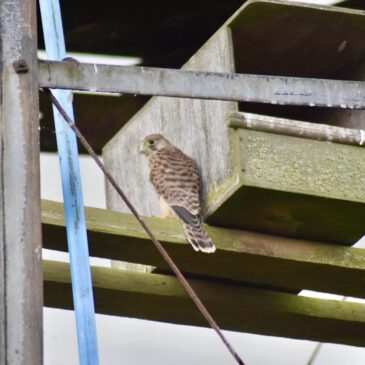 The Kestrel Chicks are Fledging!