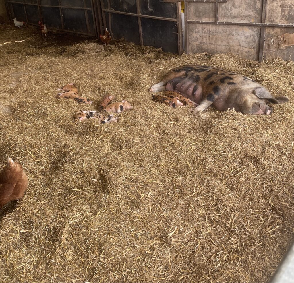 A mother pig and her piglets