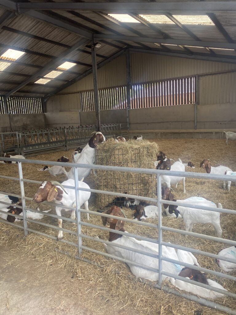 Group of goats