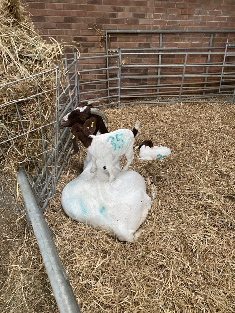 Baby goat (kid) standing on its mummy!