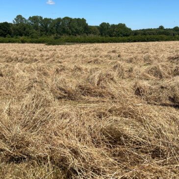 Make Hay While The Sun Shines!