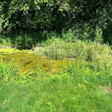 Our Wildlife Pond!