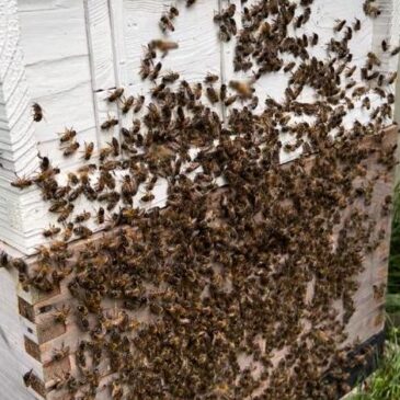 Bee-rilliant News – Mark Passed His Bee Exam! 🐝
