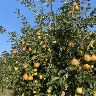 Harvesting Our Own Apples!