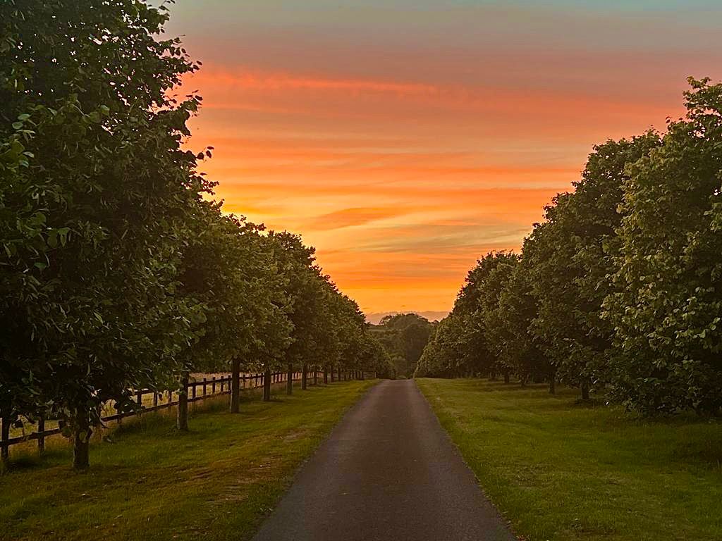 Sunset over drive with trees