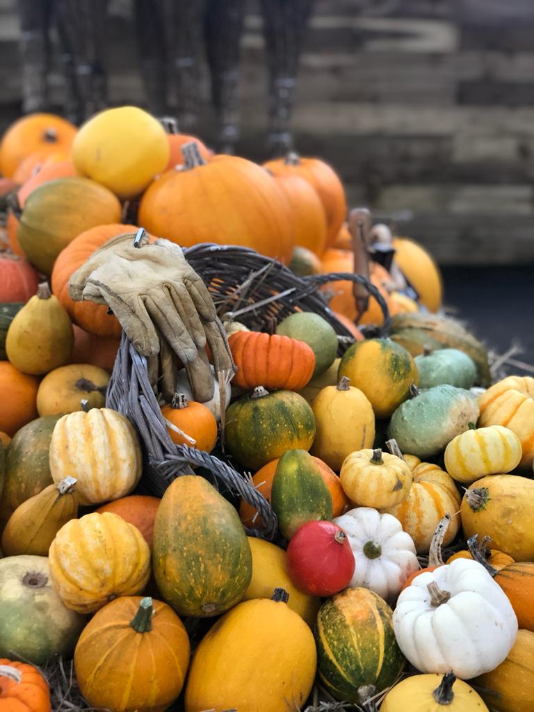 Colourful pumpkins