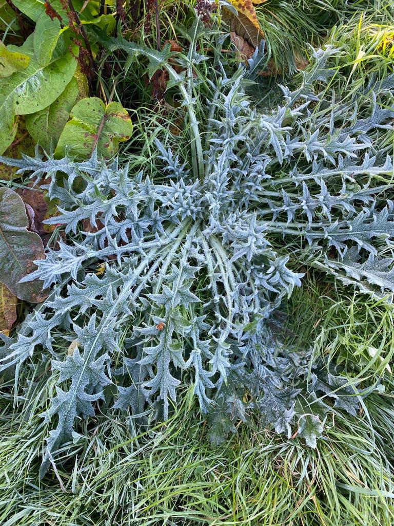 Frosty grass