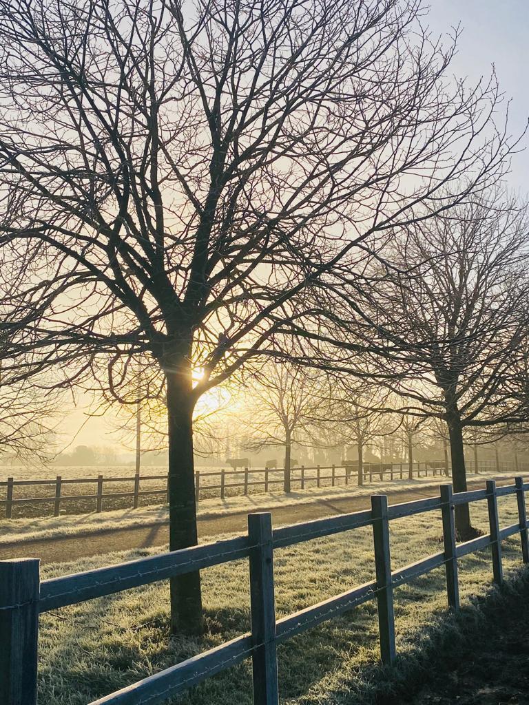 Winter Trees