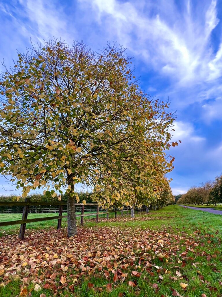 Changing Seasons