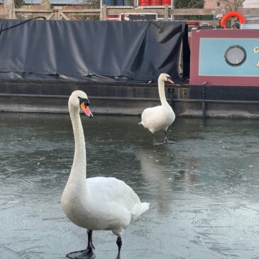 Swans on Ice! 🦢