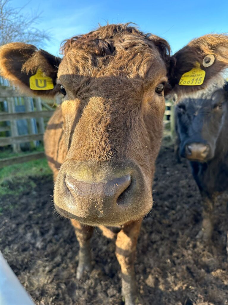 Cute Brown Cow