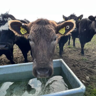 New troughs for our girls! 🐮💧