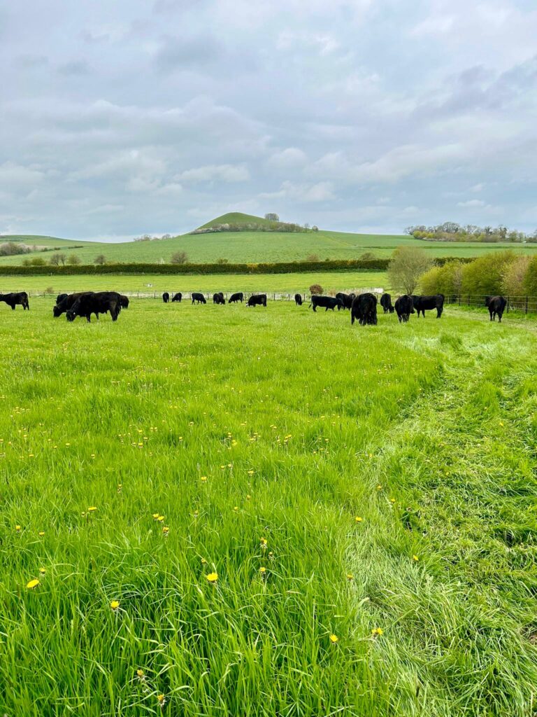 Cows in field