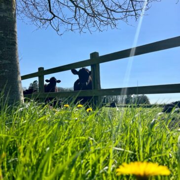 Spring Updates! 🌻🌼🌷