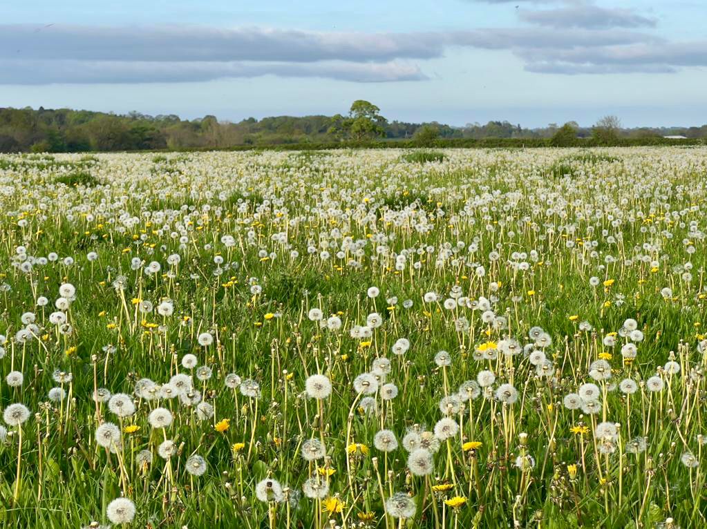 Field of dandelions