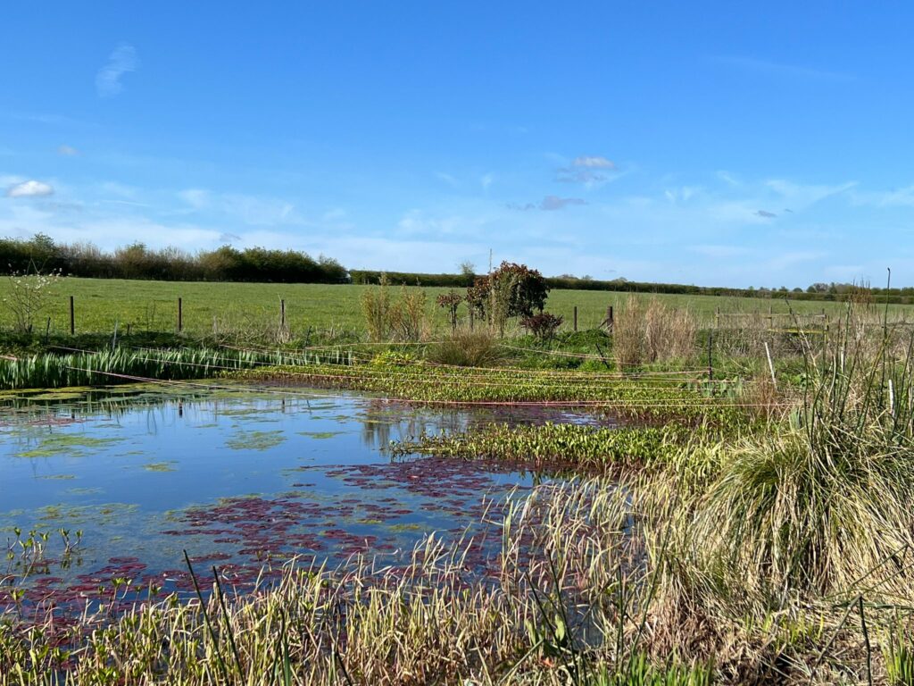 Pond