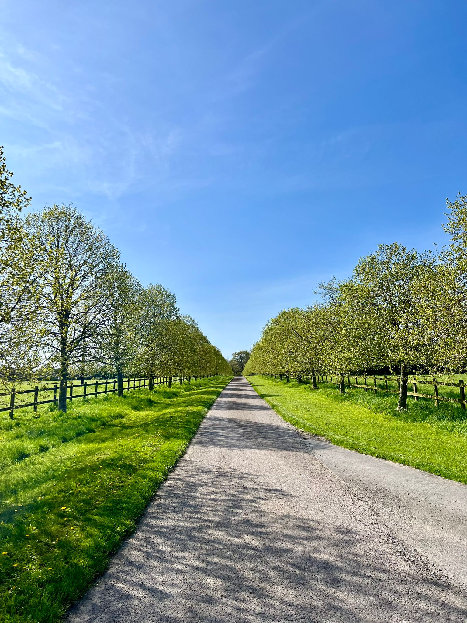 Tree lined drive