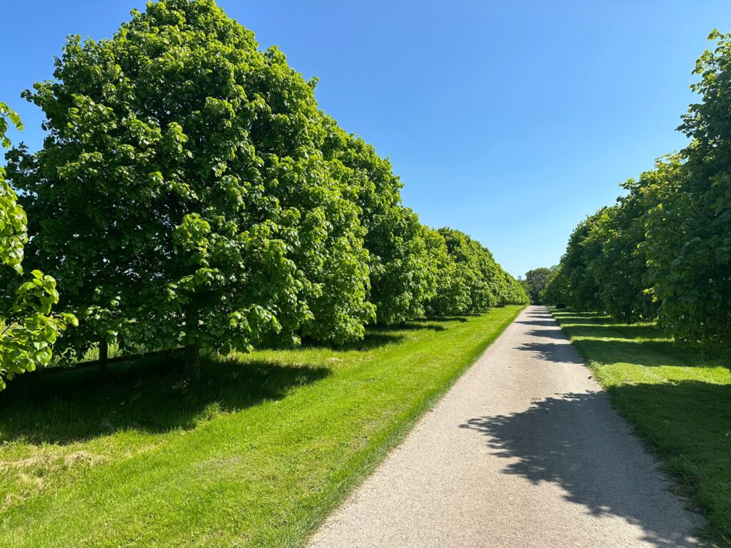 Tree lined drive