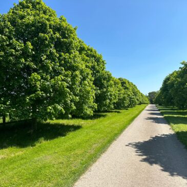 Our Tree-Lined Drive 🌳