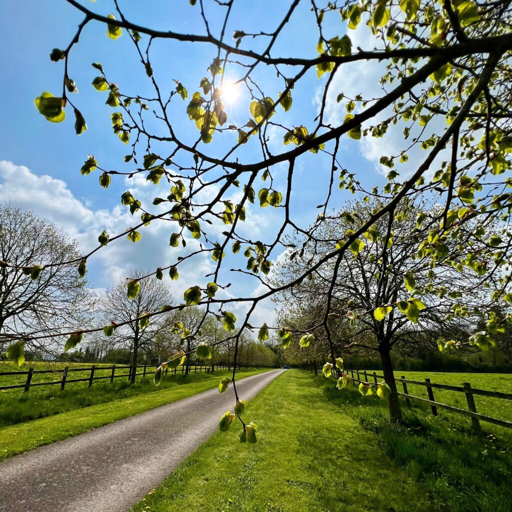 Tree branches