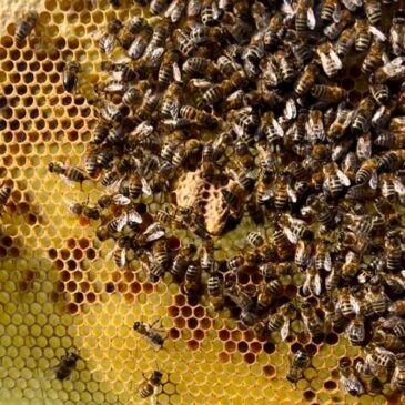 The New Queen Bee! 👑🐝