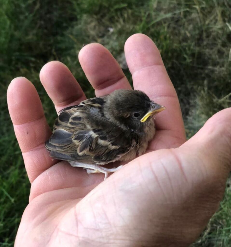 Baby Bird