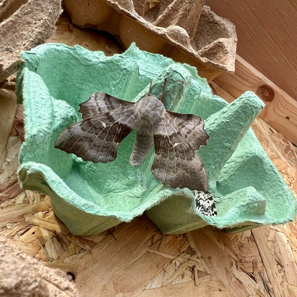 Hawk Moth