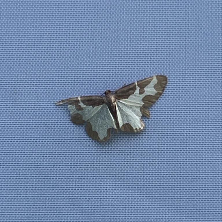 MOTH